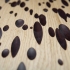 Workshop Mussel 0003